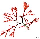 Lomentaria
